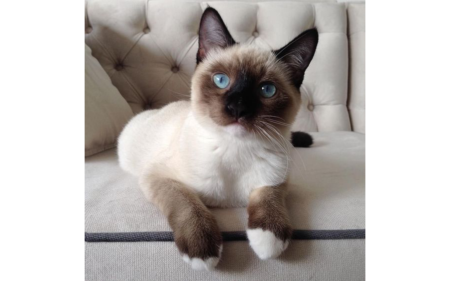 The Snowshoe Cat Breed Why Are They So Rare? The Pets Dialogue