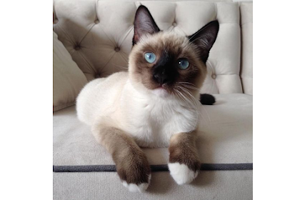 how long do snowshoe siamese cats live