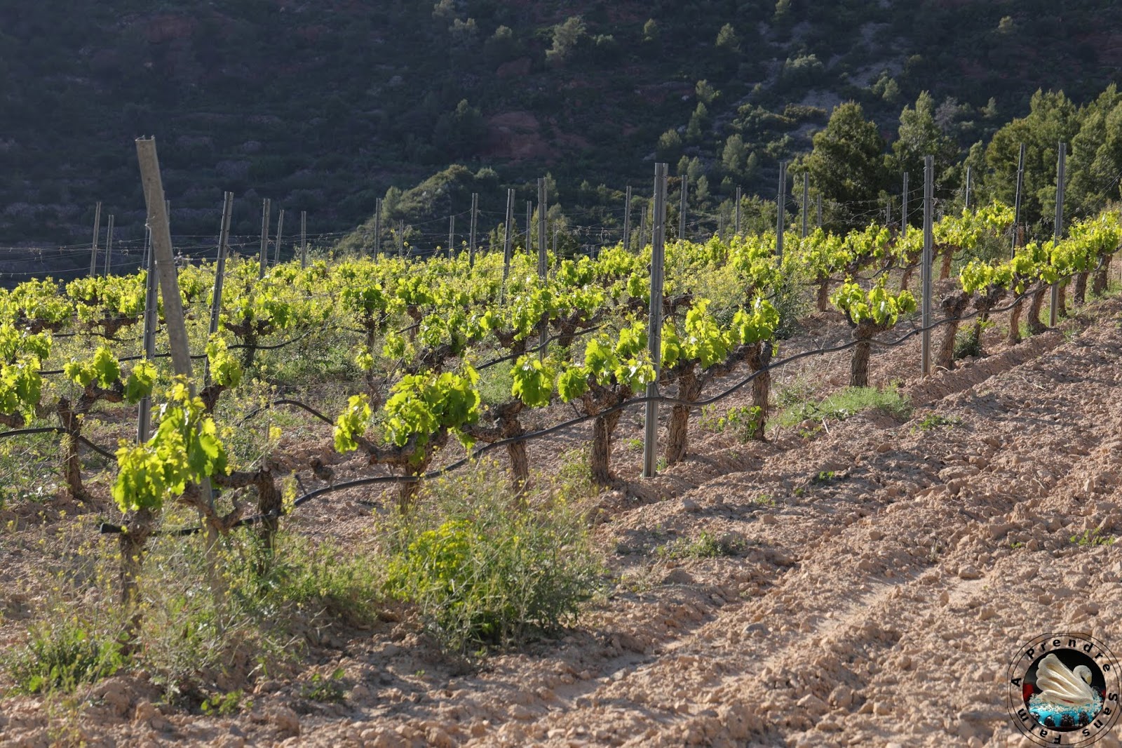 Visite et dégustations de vins à Bodegas Mas Alta - Vilella Alta