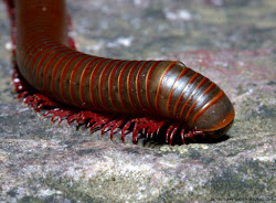 keep house centipedes away 3