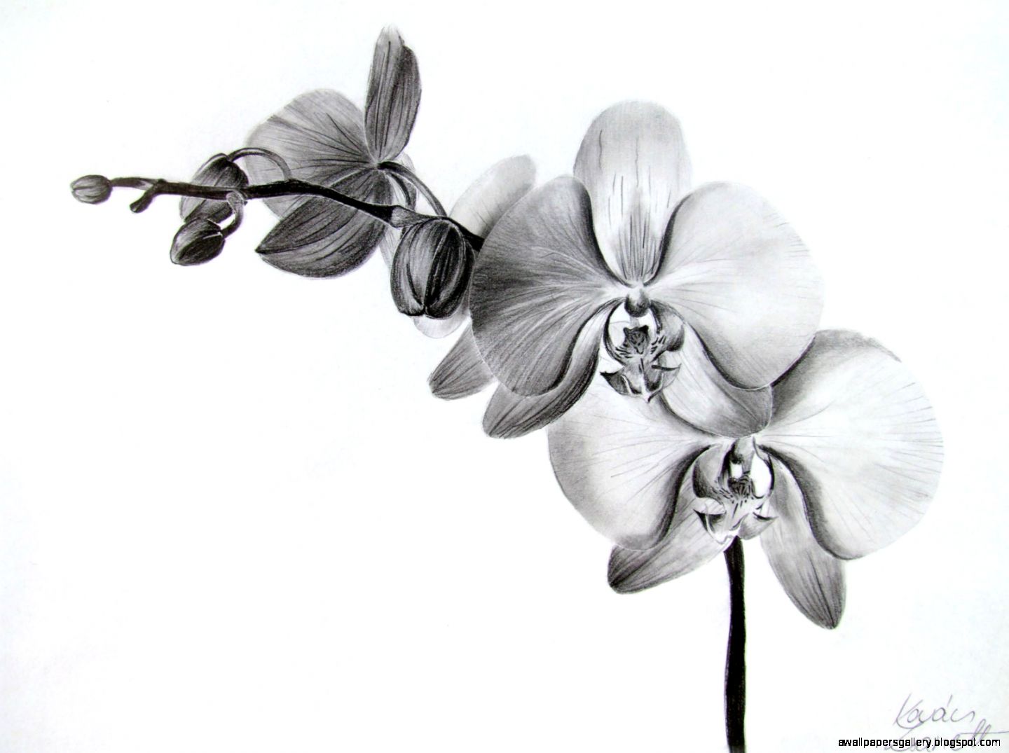 Orchid Drawing | Wallpapers Gallery Orchid Drawing | Wallpapers Gallery