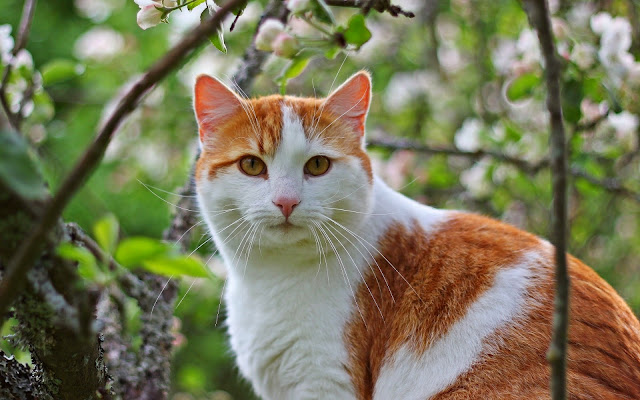 10 Wallpaper Kucing Keren Lucu dan Menggemaskan | Deloiz Wallpaper