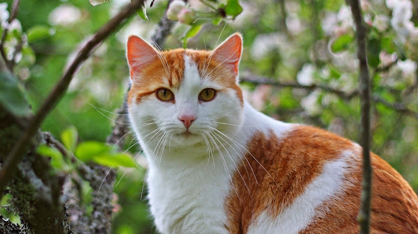 Deskripsikan Kucing: Ciri-Ciri, Perilaku, dan Jenis-Jenisnya yang Menarik untuk Diketahui