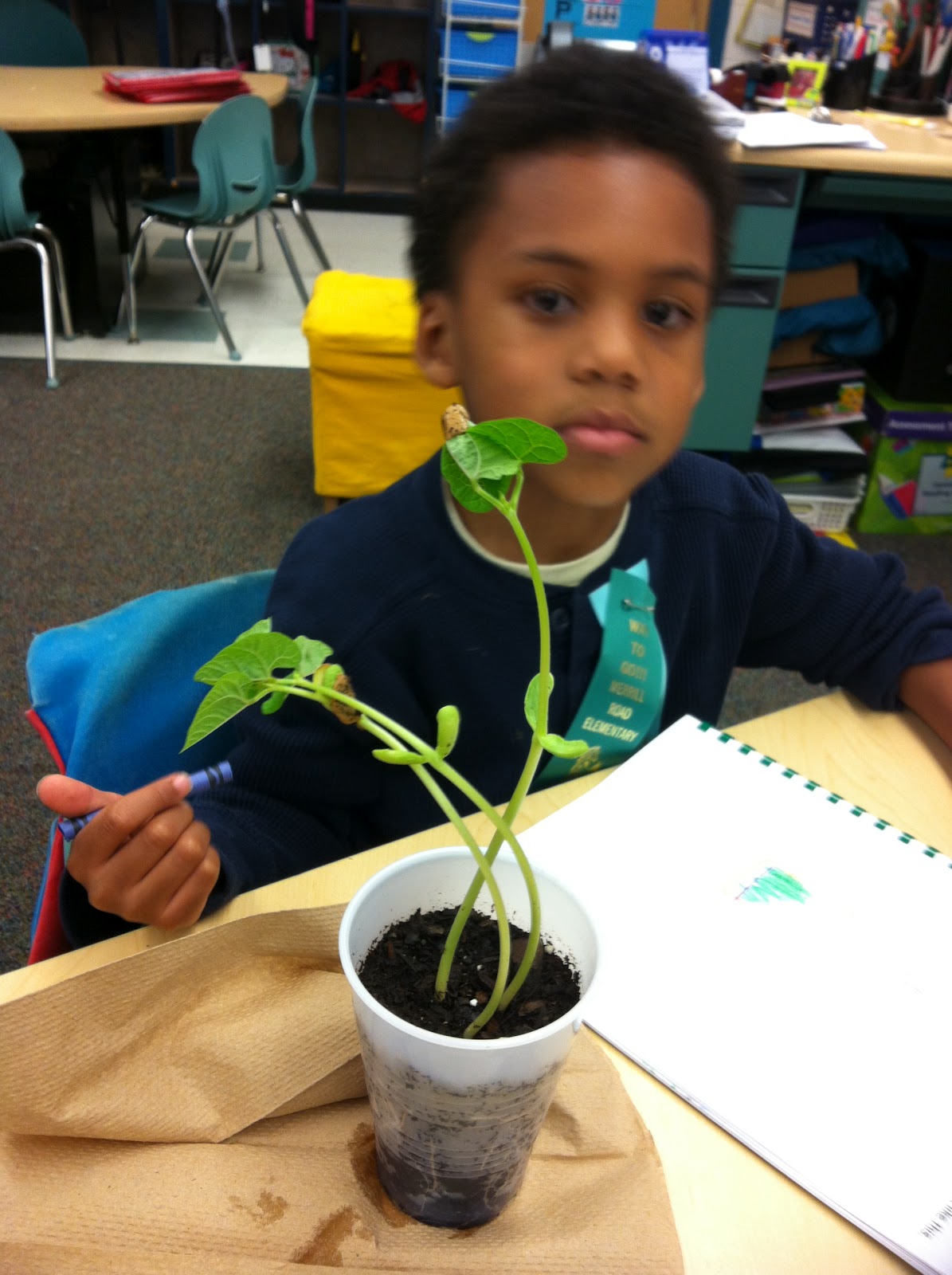 Mrs. Doiron's Kindergarten Class Our Bean Plants