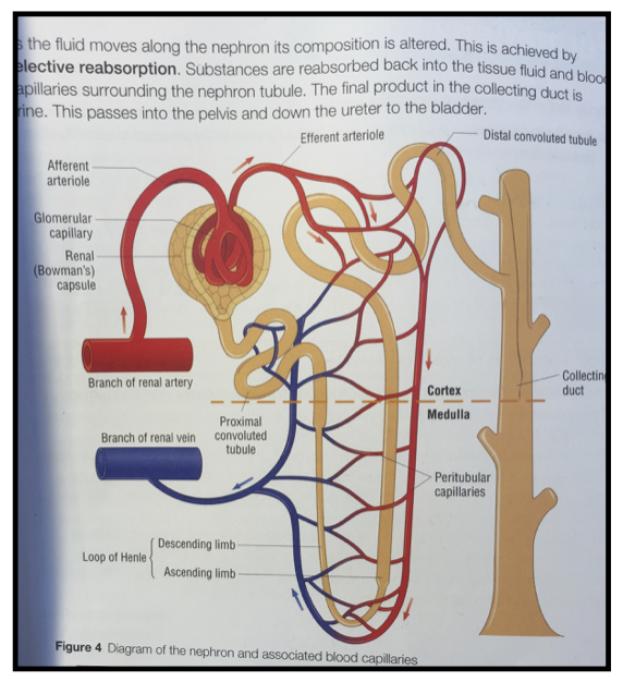 A LEVEL: Biology (F214), Excretion