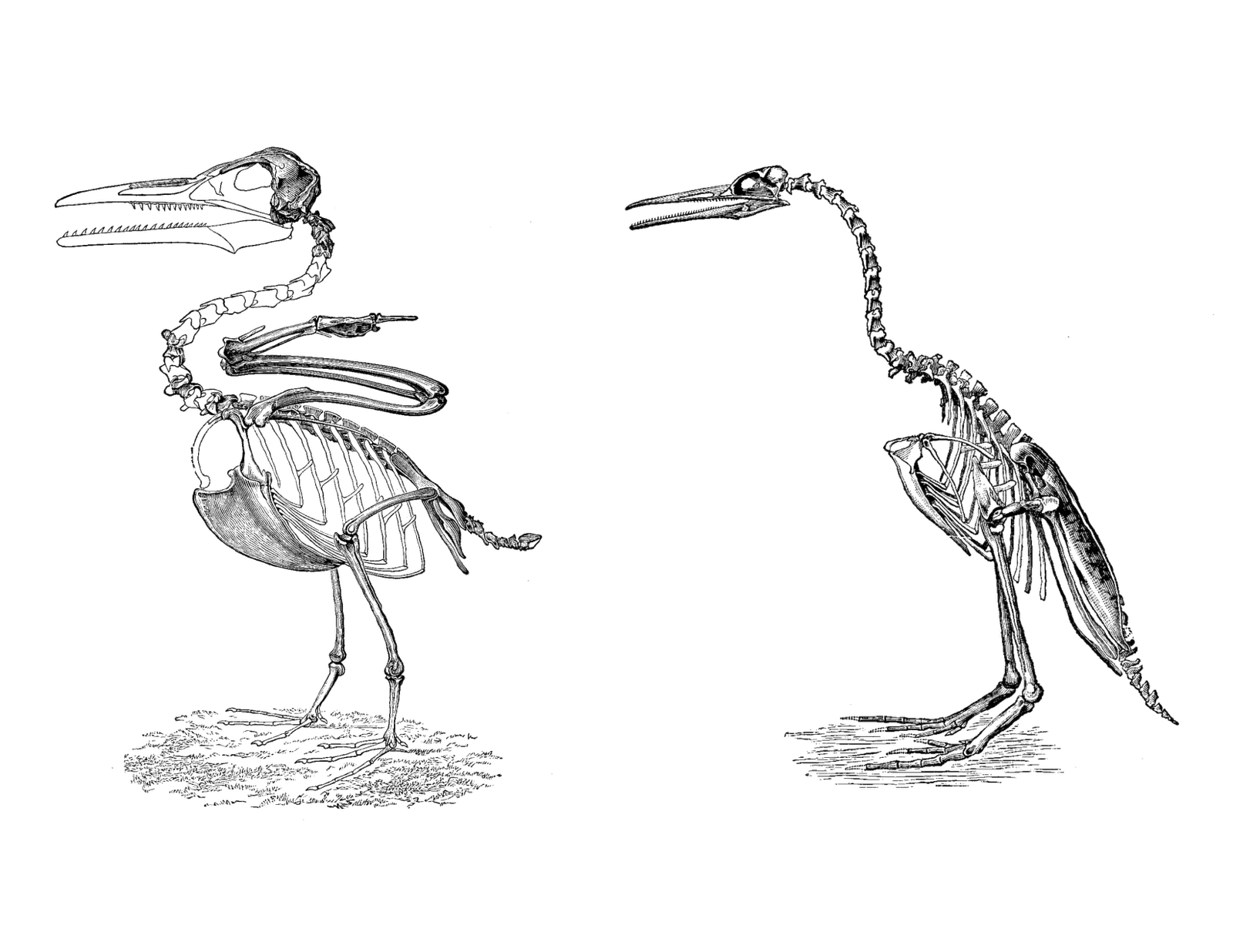 Скелет утки рисунок