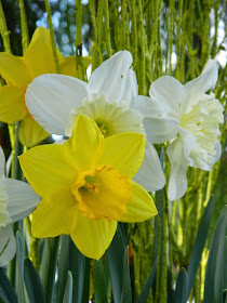 Allan Gardens Conservatory 2015 Spring Flower Show yellow and white daffodils by garden muses-not another Toronto gardening blog 