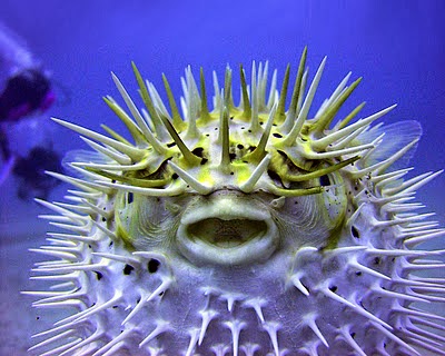 Porcupine Puffer Fish Wallpapers - Top HD Wallpapers