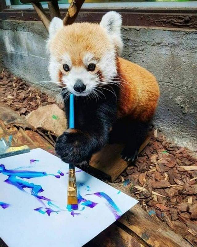Funny animals of the week - 31 August 2018, adorable animal photo, best cute funny animals