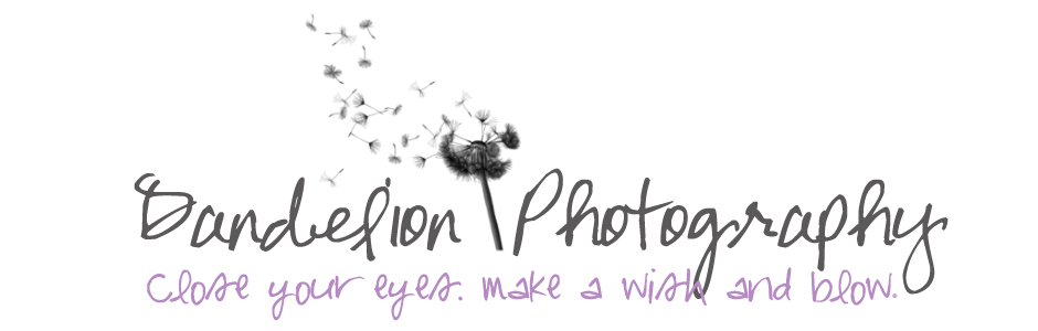 Dandelion Photography