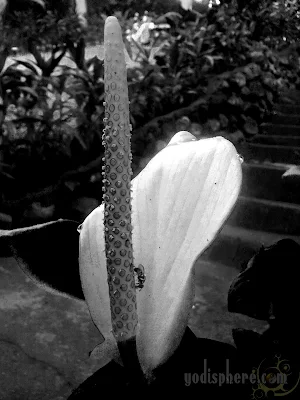 Wild white lily in bloom in a garden 