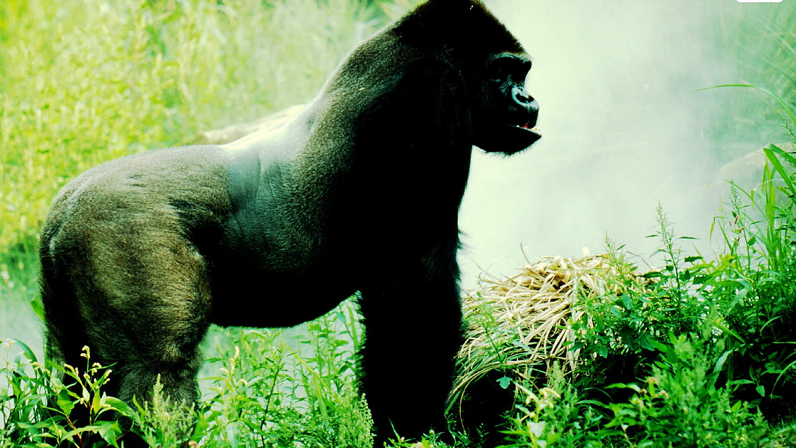 Why Gorillas Are Endangered Danger Choices