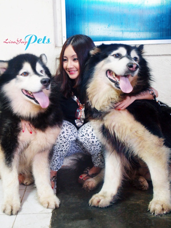 Alaskan Malamute Pet Dogs Fun Animals Wiki, Videos