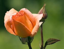 roses orange rose wallpapers lap valley backgrounds unknown posted