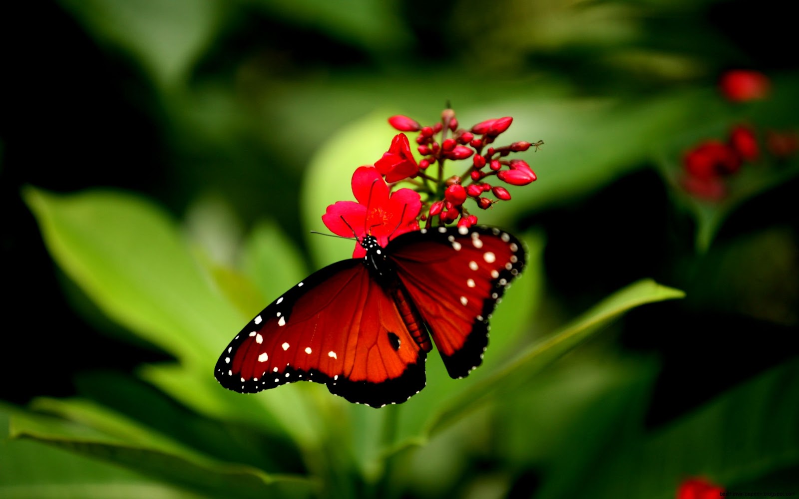 Beautiful Red Butterflies