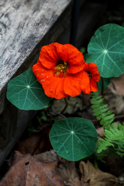 nasturtiums, orange nasturtiums, autumn, autumn garden, ferns, leaves, Anne Butera, My Giant Strawberry