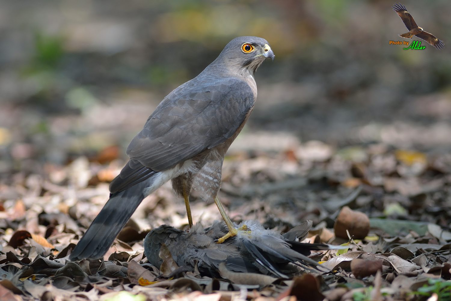 雀鹰：张掖黑河湿地国家级自然保护区 - 江西林科网