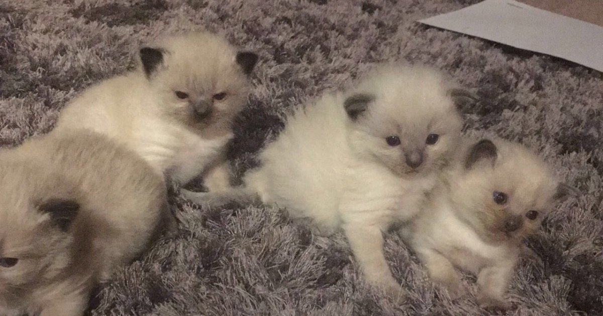 The Kuwait Cats and kittens Adoption and sales email us at