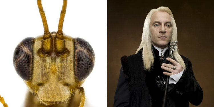 New Zealand Wasp Harry Potter Name