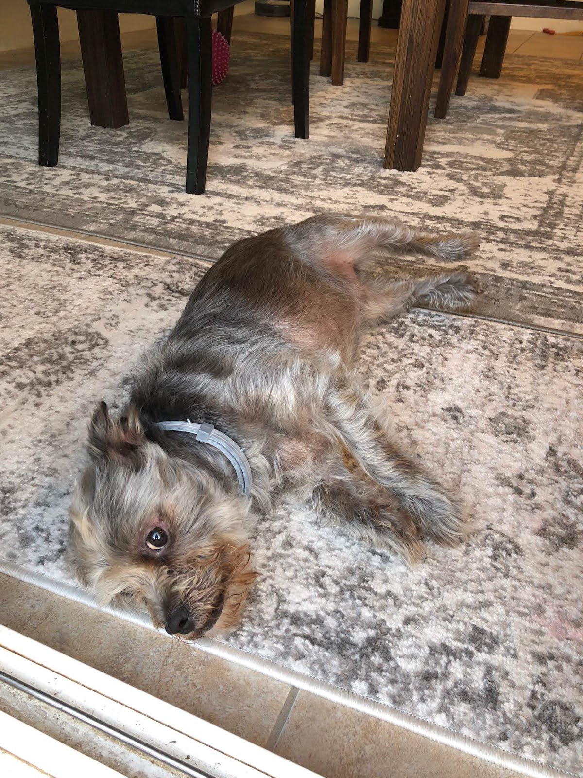 10 year old Smokey resting his cute bones on a rug that matches his coat