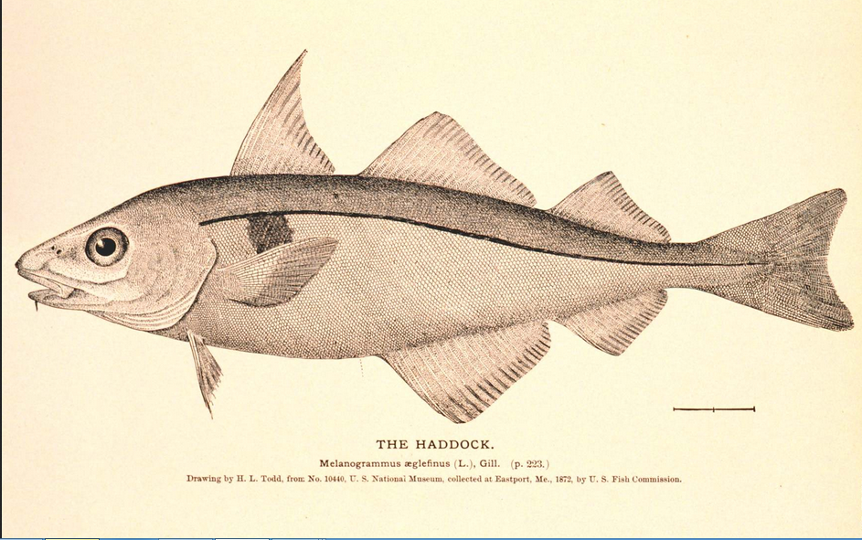 Behind the French Menu Églefin, Eglefin, Aiglefin, and Haddock, Haddock and Smoked Haddock in