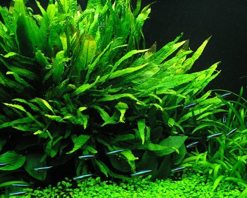 Best Plants For Betta Fish Tank ~ Betta Aquarium King
