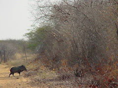 O caititu na caatinga