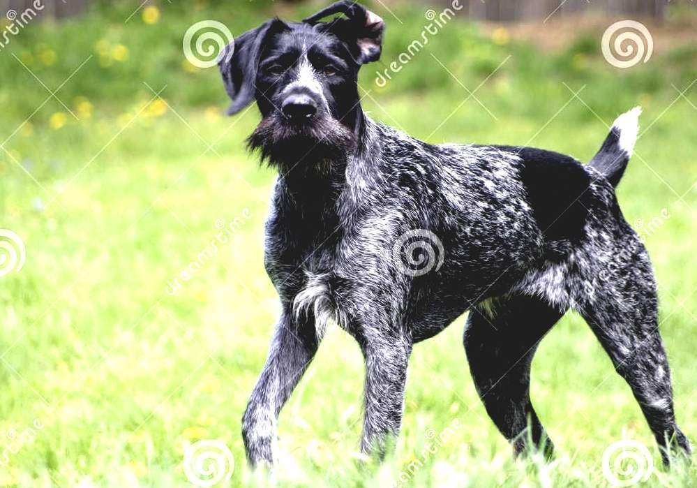 German Wirehaired Pointer Drahthaar Dog