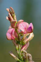 Sainfoin. Copyright © Shelley Banks, all rights reserved
