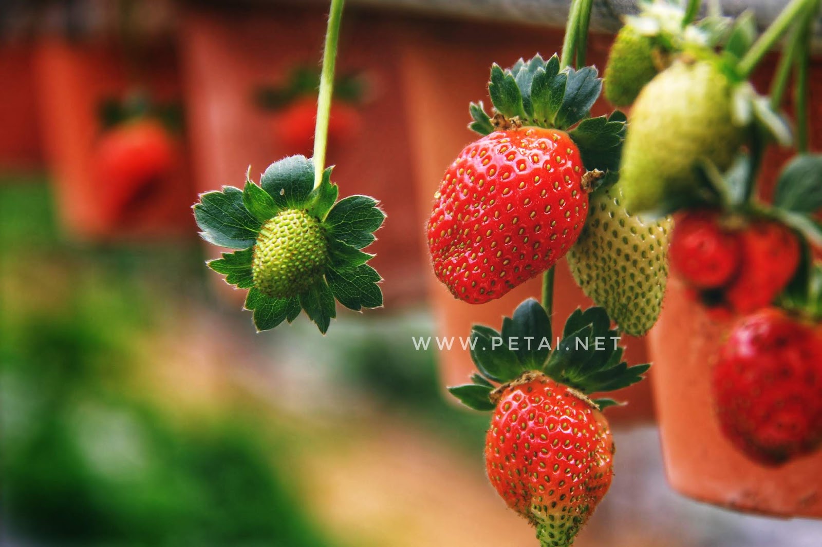 Big Red Strawberry Farm, Cameron Highlands