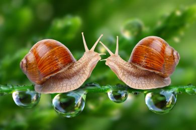 أسرار عالم الحيوان