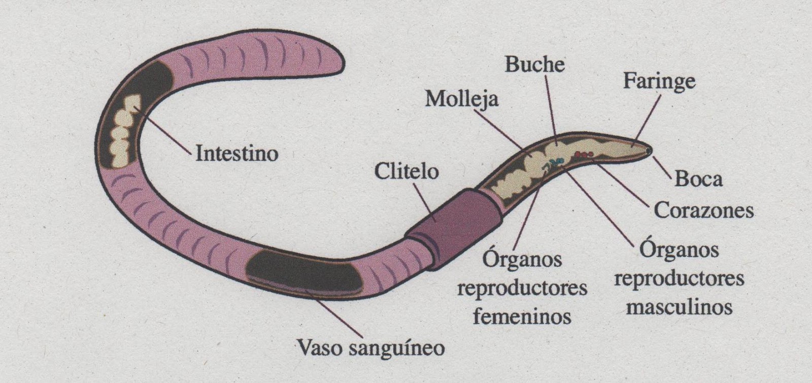 Biología y Geología 1º ESO Anélidos Gusanos