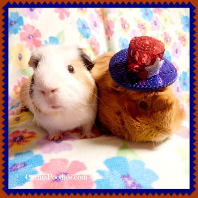 Guinea pigs 