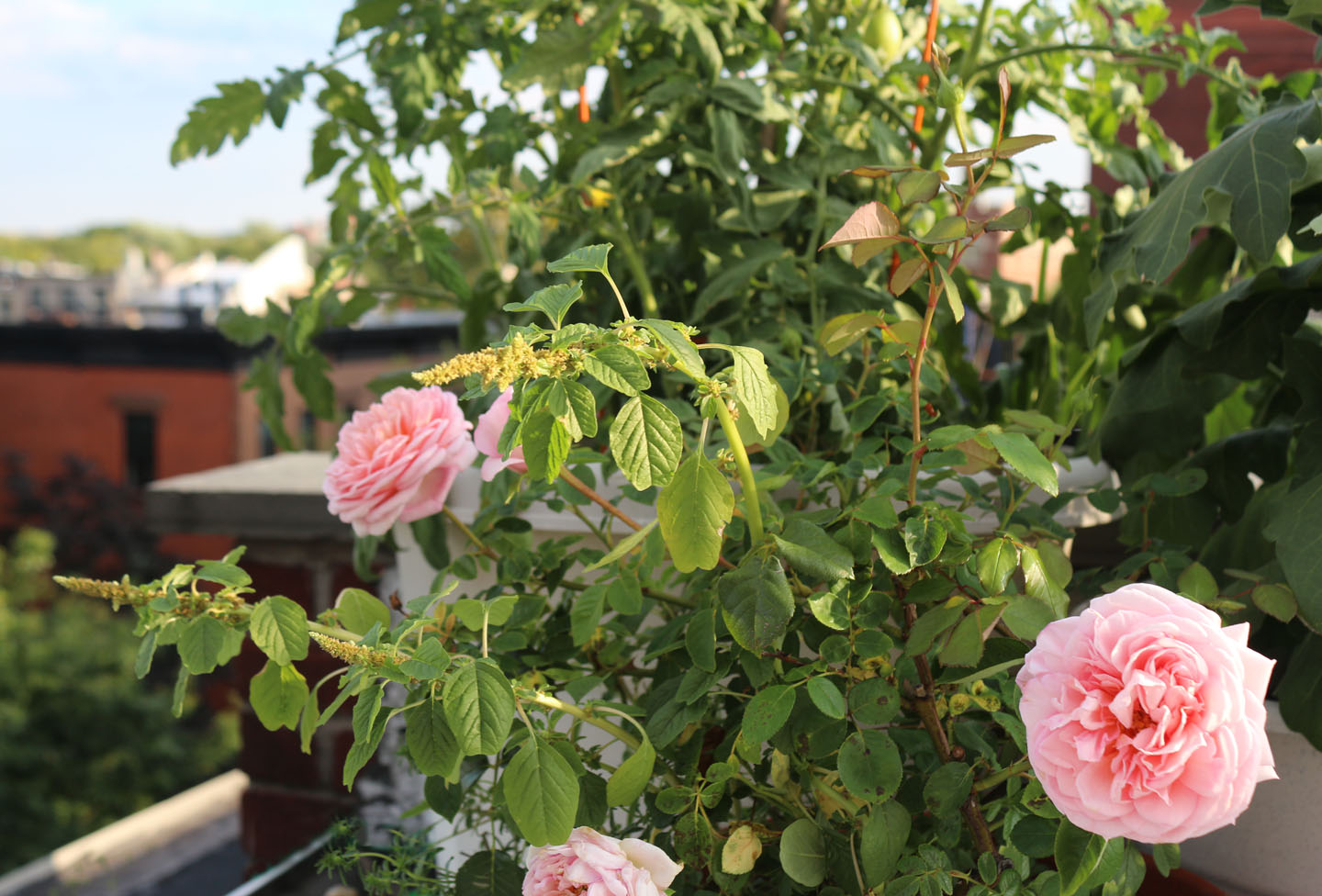 66 Square Feet (Plus) Weeds 'n roses