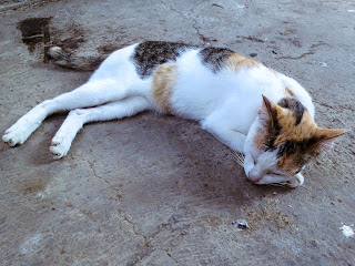 White Stripes Cat Slept Well In The Yard At Ringdikit Village, North Bali, Indonesia