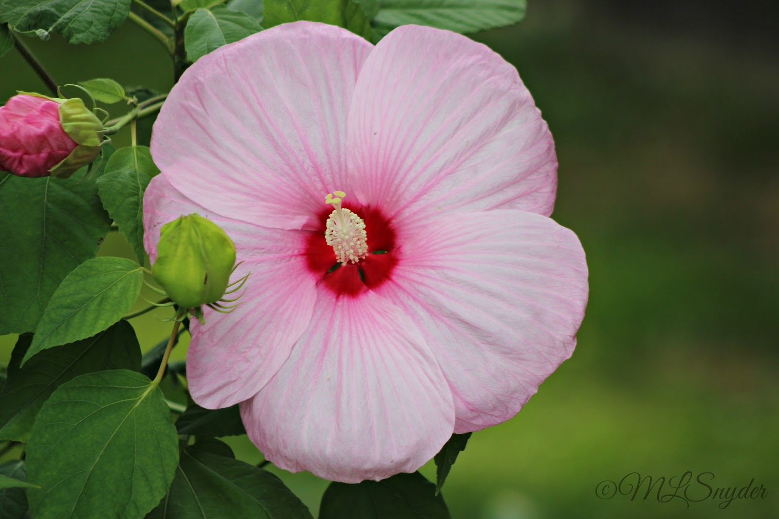 Our Retirement Days Dinner Plate Hibiscus