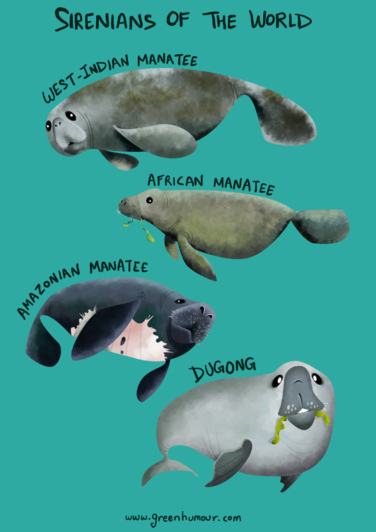 West African Manatee