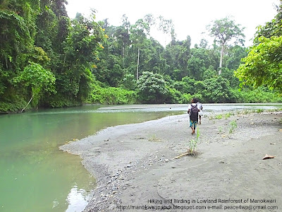 Riverwalk birding tour with Charles Roring in Manokwari of West Papua