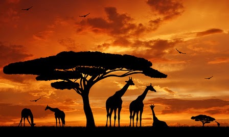 Africa ecología