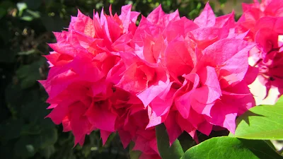 Pinkfarbene Blüten auf den Seychellen