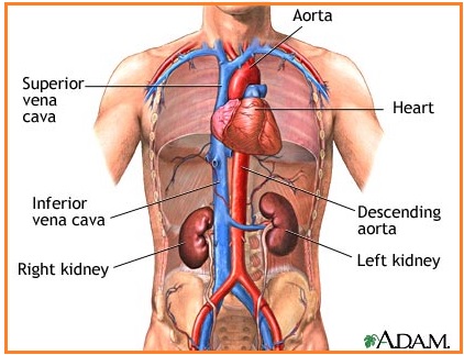 Sisa metabolisme yang dikeluarkan melalui paru paru adalah