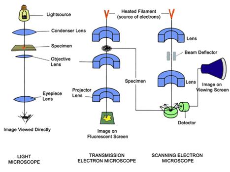 Senior Biology: Cell Theory Microscopy