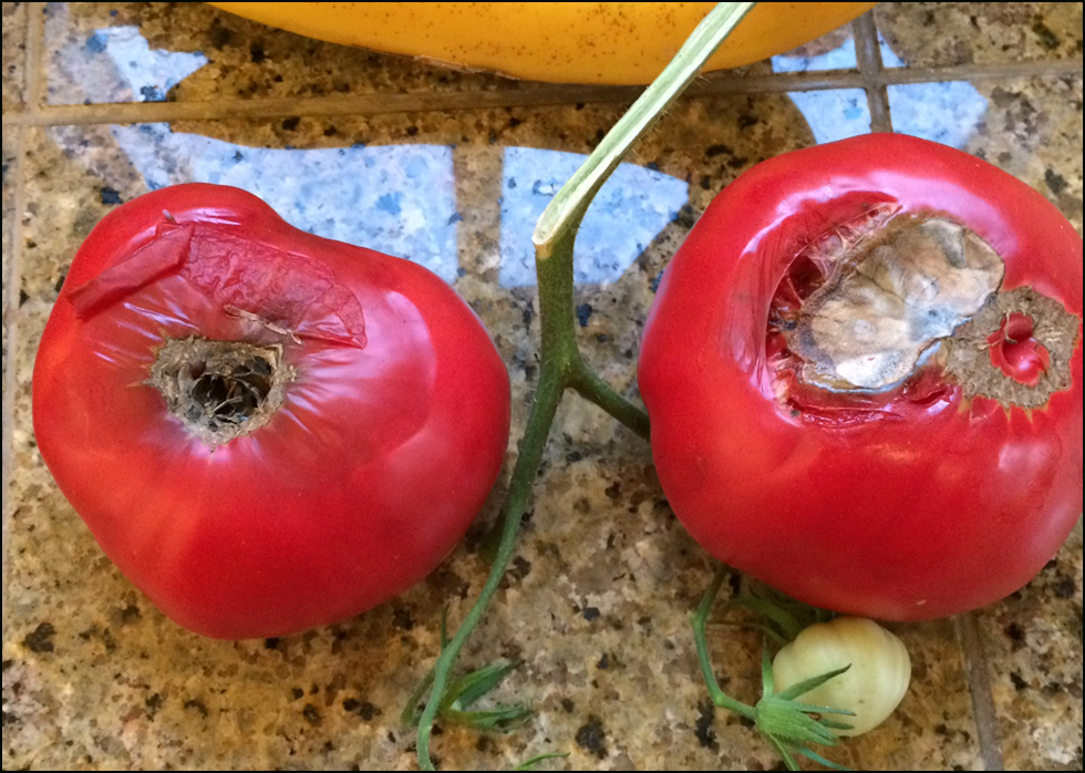 Garden to Kitchen w/Garry Carter Catfacing and Blossom End Rot Tomatoes