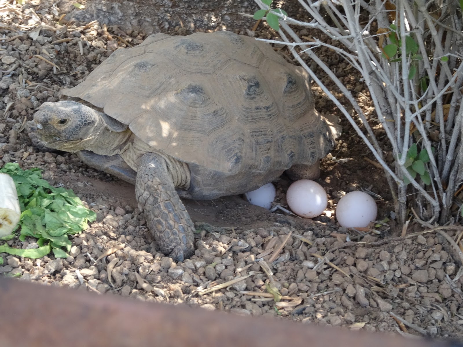 Черепахи в природе. Яйца среднеазиатской черепахи. Среднеазиатская черепаха откладывает яйца. Среднеазиатская черепаха размножение. Среднеазиатская черепаха детеныш.