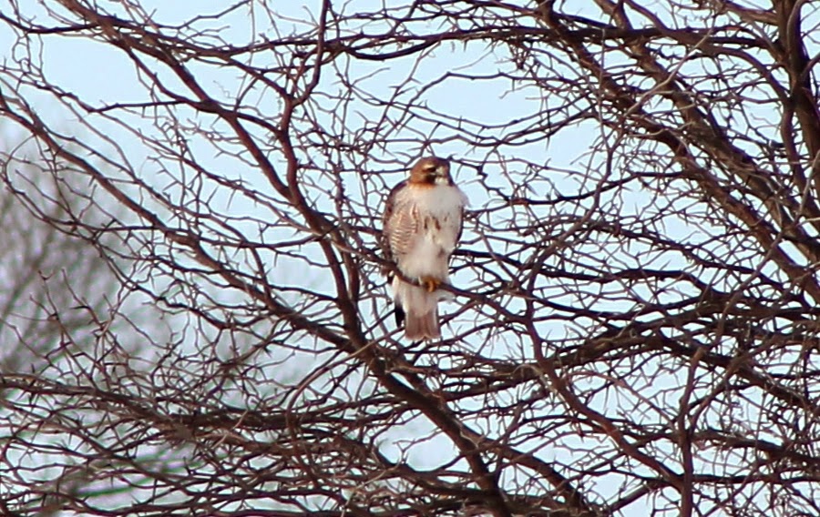 Palemaleirregulars What Does a Redtailed Hawk Nest Look Like? Take