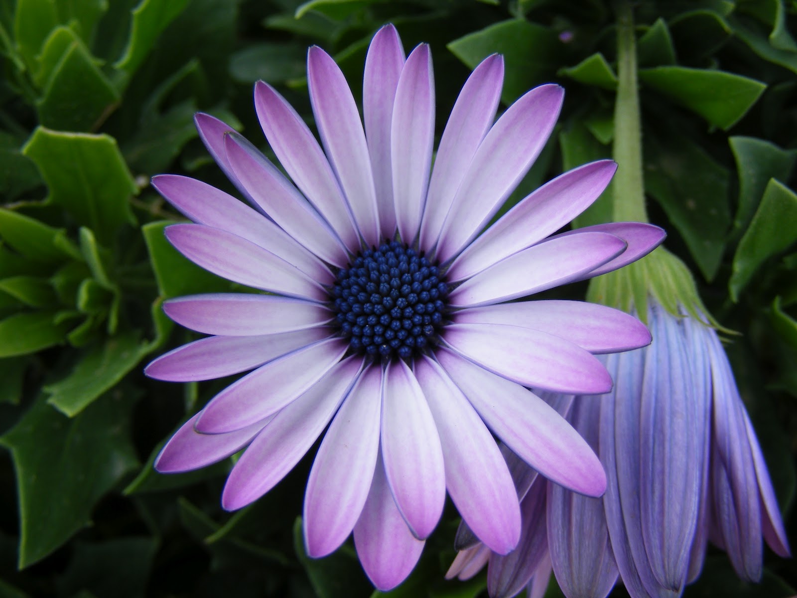 My Online Quill: Perfect Flower