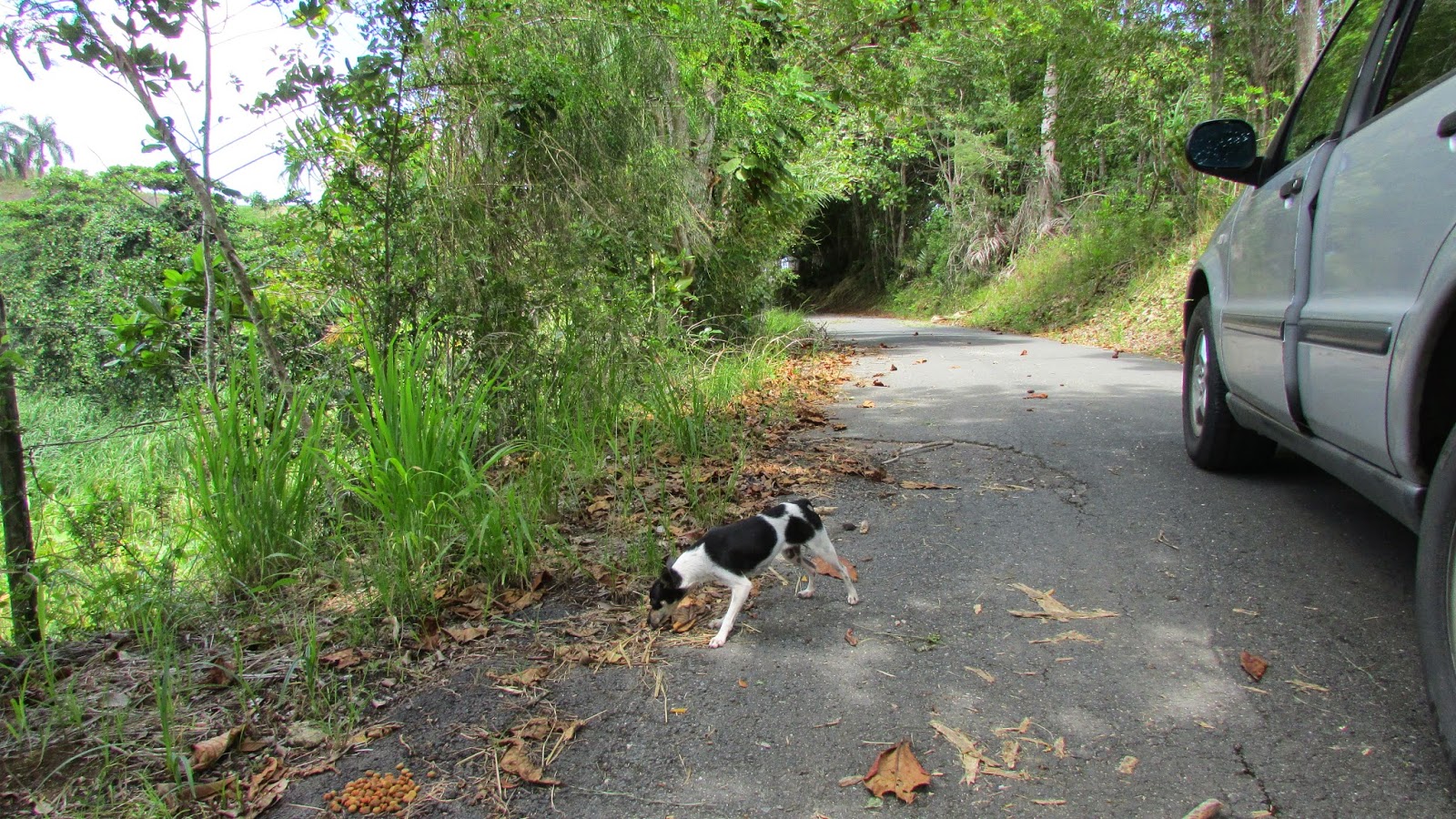 Let's talk dog Overview of Puerto Rico's Dog Situation