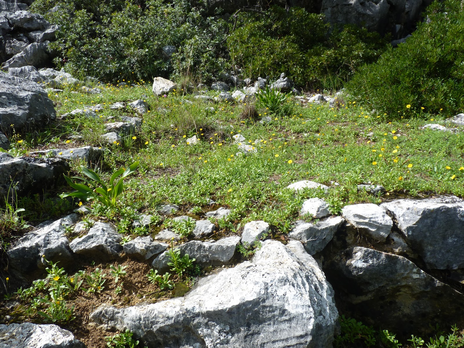 Ubrique en verde La Era del Ubrique el Alto