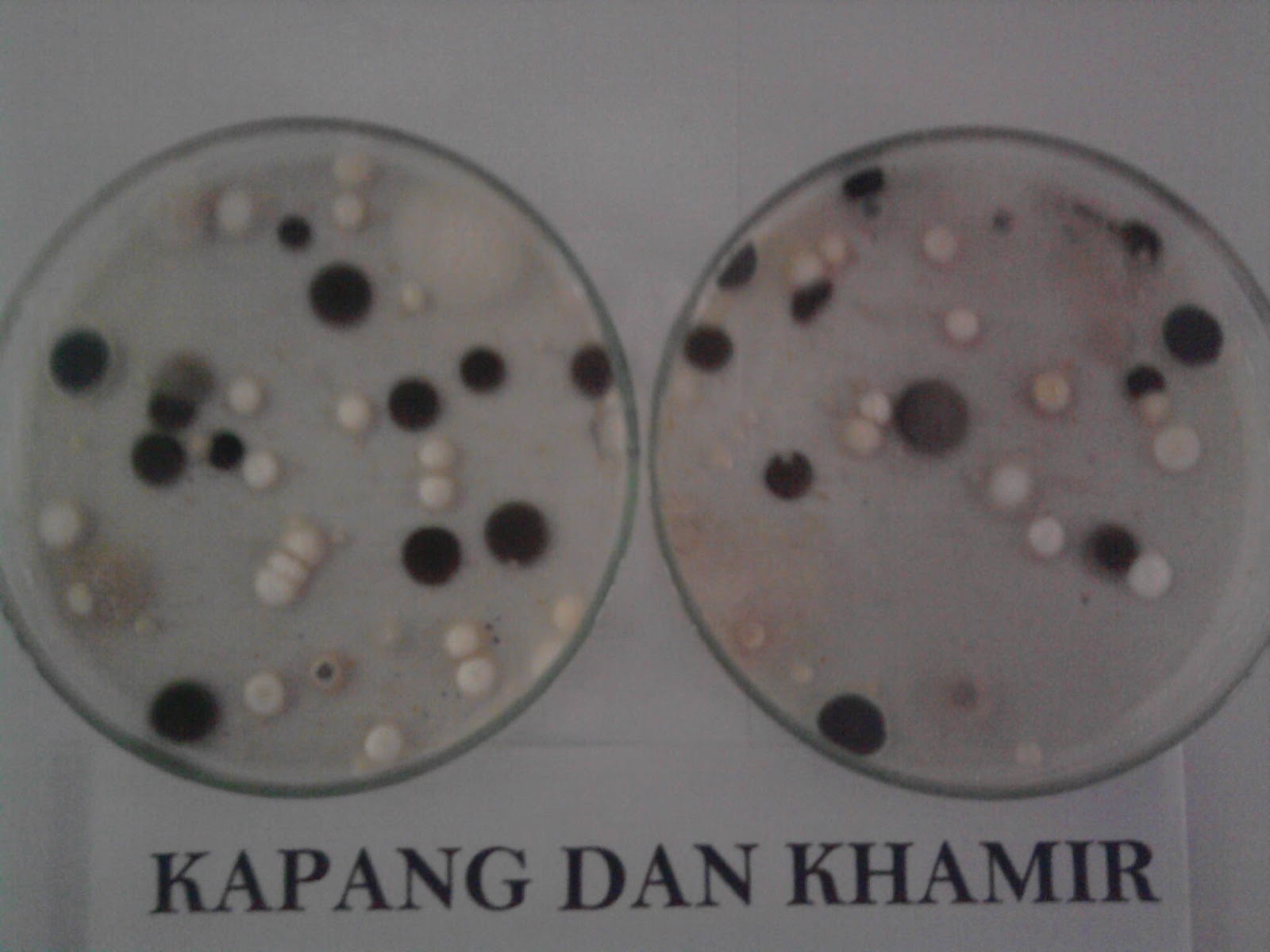 My World Fisheries Koloni Kapang dan Khamir Pada Produk Perikanan