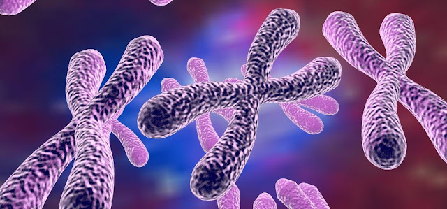 Cromosomas y seres humanos